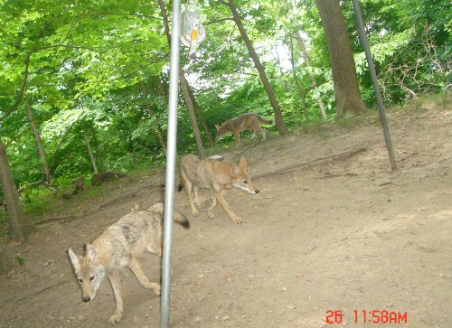 Three coyotes