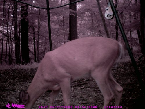Timber Eye close up deer