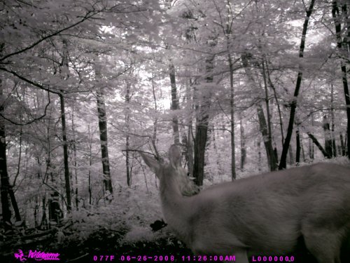 Timber Eye deer picture