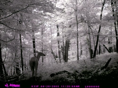 Timber Eye doe picture