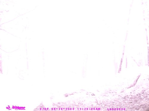 Timber Eye washed out deer picture