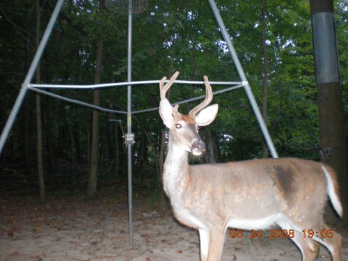 Trail Stalker Picture