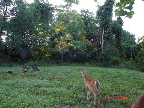 picture of a fawn taken with a trail watcher