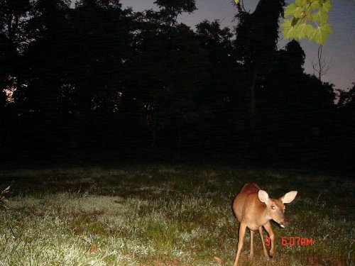 Trail Watcher morning picture