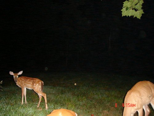 Trail Watcher picture at night