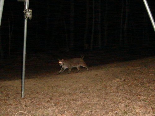 bobcat caught by a Trail Watcher game camera