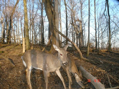 Treebark Cameras picture