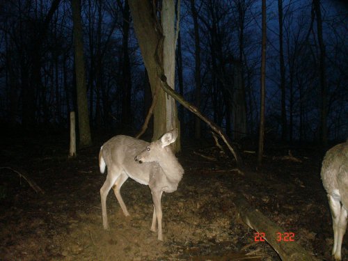Treebark Cameras picture quality