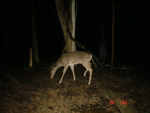 Treebark Cameras picture