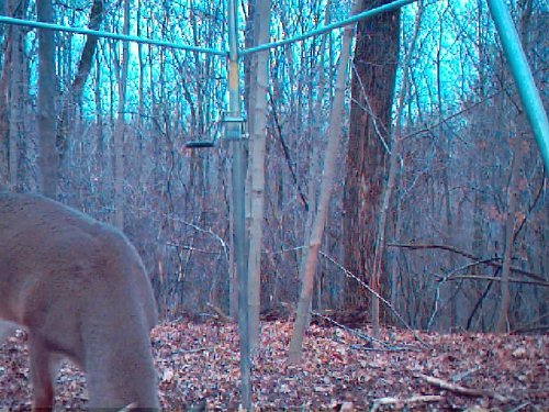 Wildview picture