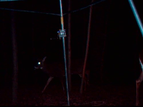 Wildview pictures