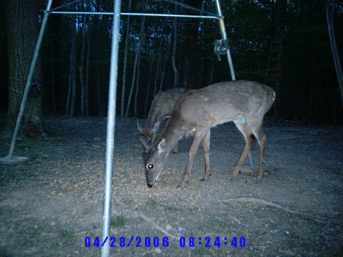 Wildview evening picture