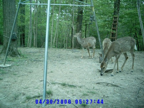 Wildview late morning picture quality