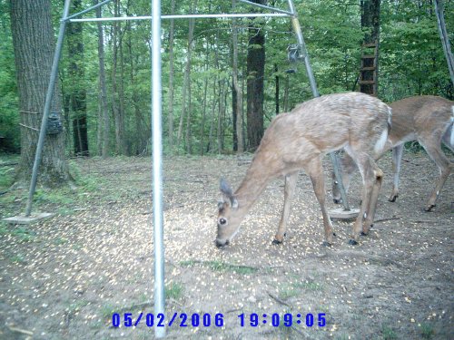 Wildview picture quality in the morning