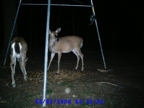 Wildview nighttime picture