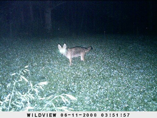 Xtreme Coyote