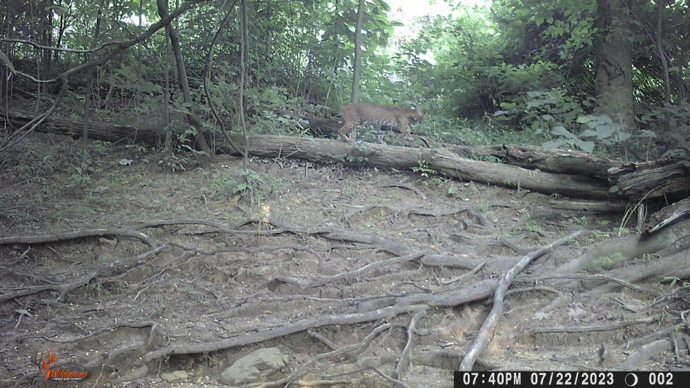 Bobcat 2