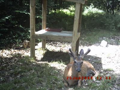 Velvet Buck
