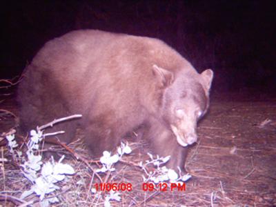 CA Black Bear