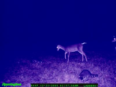 Doe Verses Raccoon