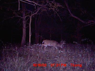 12 Point