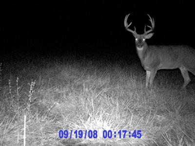 Large Buck