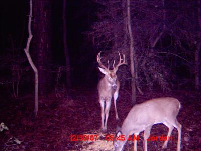 Maryland 13 Pointer
