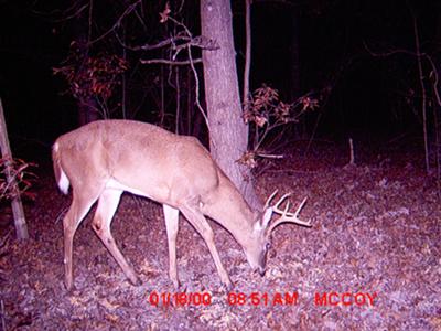 Nine Point