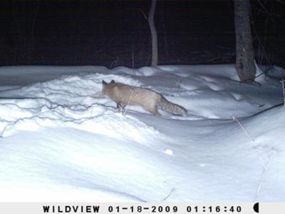 Red Fox