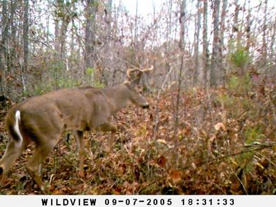 8 Point