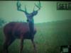 2 weeks before I killed him trail cam pic