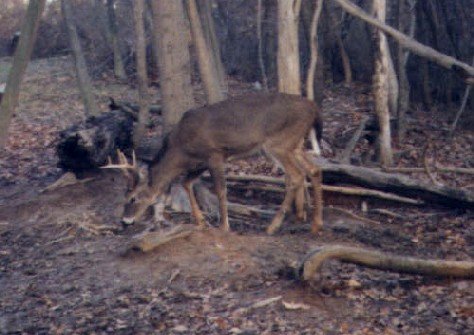 8 Point Buck 8 Point Buck