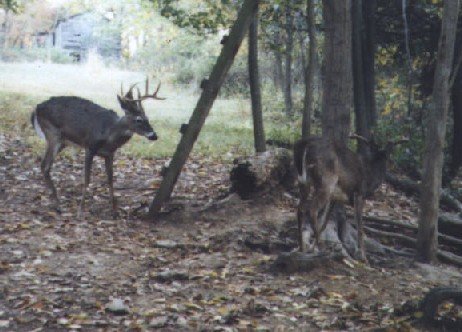 6 Point and 8 Point Bucks 6 Point and 8 Point Bucks