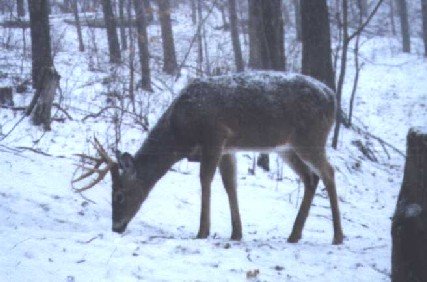 8 point in the snow 8 point in the snow