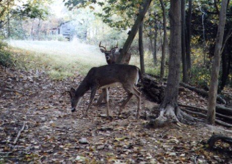 Wide eight point buck Wide eight point buck