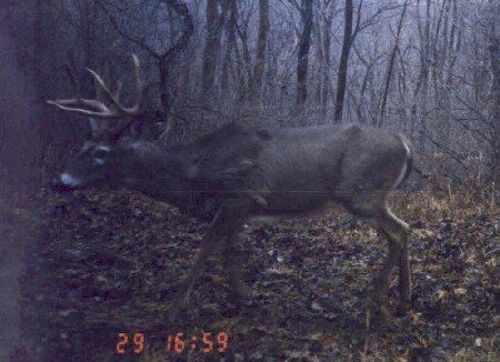 11 point buck in the winter 11 point buck in the winter