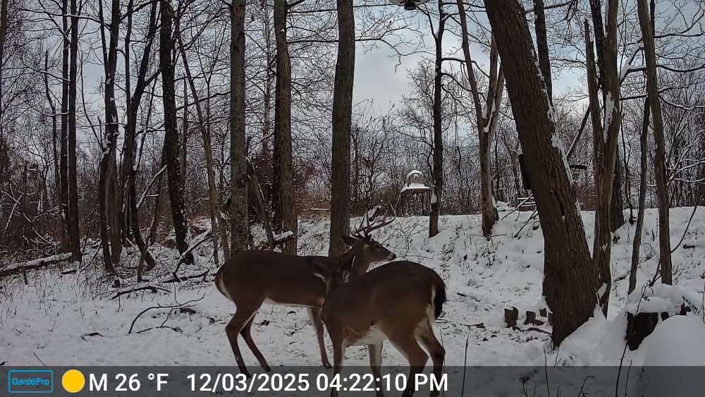 2025 Eight Point Buck