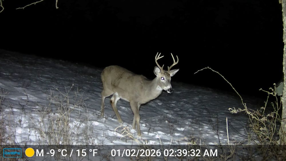 2025 Seven Point Buck