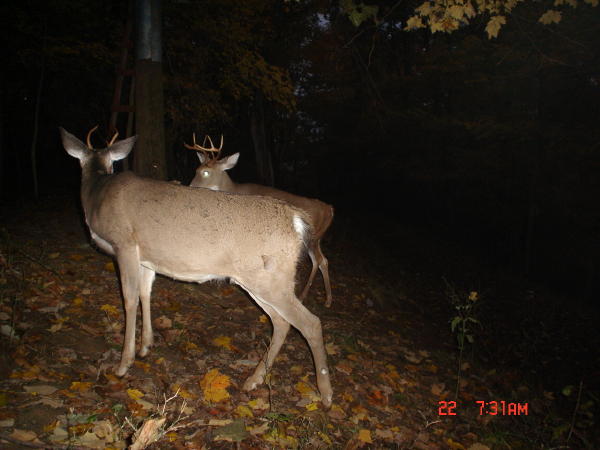 8 point buck and a spike 8 point buck and a spike
