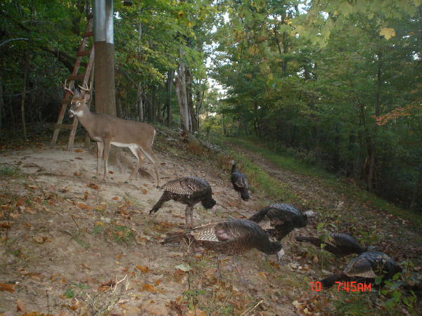 8 point buck and turkeys 8 point buck and turkeys
