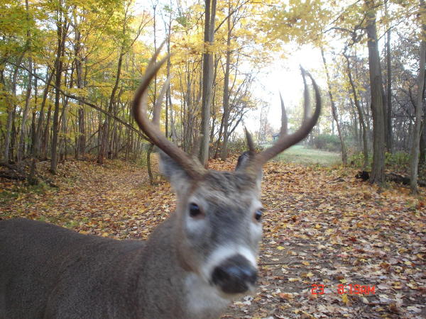 8 point buck 8 point buck