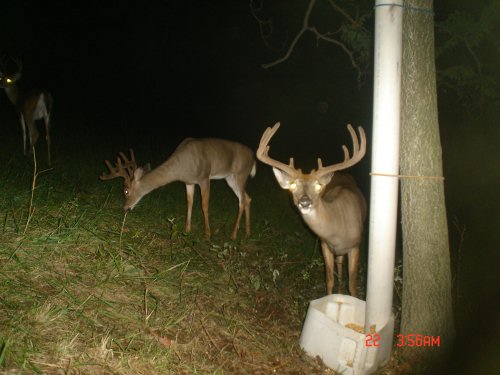 Wide nine point buck