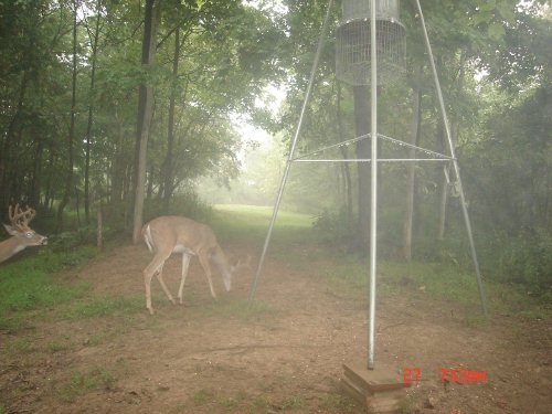 two whitetail bucks