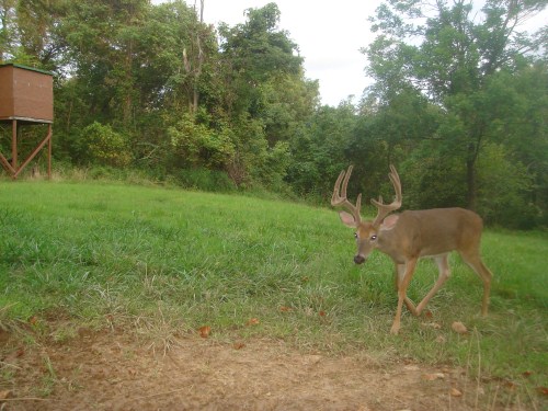 Nine point buck