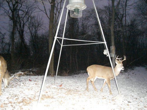 Bigfoot SLE picture