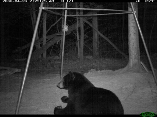Black Bear Reconyx 1
