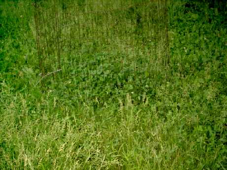 Old Corn Patch Picture Old Corn Patch Picture