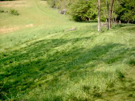 Corn Patch Food Plot Photo Corn Patch Food Plot Photo