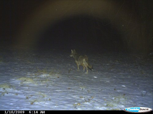 Coyote picture Coyote picture
