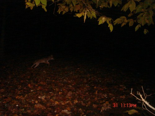 Coyote Picture